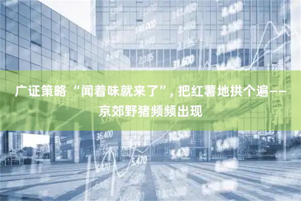 广证策略 “闻着味就来了”, 把红薯地拱个遍——京郊野猪频频出现